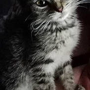 Nuggies is registered to the contest to win money with this photo: kitten, cat, tabby, pet, animal, cute, fur, whiskers, eyes, ears, paws, indoor, closeup, portrait, young, mammal, feline, domestic, sitting, curious