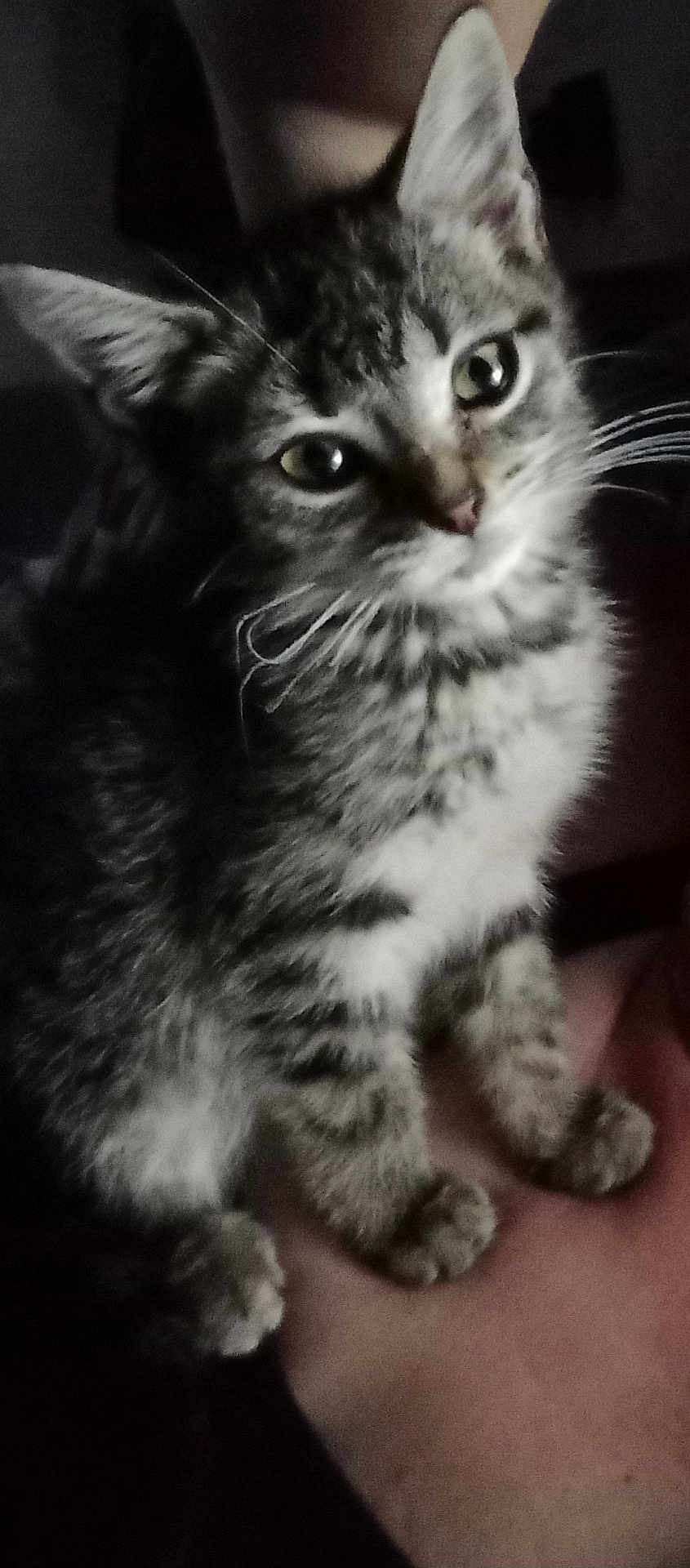 Nuggies is registered to the contest to win money with this photo: kitten, cat, tabby, pet, animal, cute, fur, whiskers, eyes, ears, paws, indoor, closeup, portrait, young, mammal, feline, domestic, sitting, curious