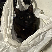 Baby Bear joined the competition — help win amazing prizes! cat, black_cat, plastic_bag, curious, indoor, kitchen, pet, animal, crinkled, bag, feline, whiskers, ears, eyes, shadow, floor, wall, container, domestic, mischievous