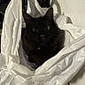 cat, black_cat, plastic_bag, curious, indoor, kitchen, pet, animal, crinkled, bag, feline, whiskers, ears, eyes, shadow, floor, wall, container, domestic, mischievous