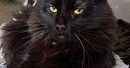 Baby Bear is registered to the contest to win money with this photo: animal, black_cat, cat, close_up, comfortable, cozy, cute, domestic_cat, feline, fluffy_blanket, fur, home, indoor, laying, pet, portrait, relaxed, soft_texture, whiskers, yellow_eyes