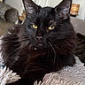 black_cat, cat, pet, feline, indoor, fluffy_blanket, yellow_eyes, whiskers, close_up, animal, cozy, relaxed, fur, domestic_cat, laying, portrait, cute, soft_texture, home, comfortable