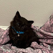 Bear is registered to the contest to win money with this photo: accessories, animal, bed, bedroom, blackcat, blanket, canine, cat, collar, couch, dog, furniture, homedecor, indoors, kitten, linen, manx, pet, quilt, room