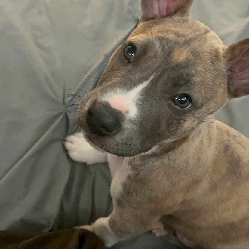 Morocco is registered to the contest to win money with this photo: puppy, dog, brindle, pet, animal, cute, looking_up, bed, blanket, fur, ears, indoor, young, canine, whiskers, nose, paw, expression, sitting, adorable