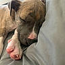 Morocco joined the competition — help win amazing prizes! puppy, sleeping, dog, paw, pink_paw, closeup, cozy, resting, pet, cute, fur, nose, blanket, indoors, animal, canine, nap, soft, young, adorable