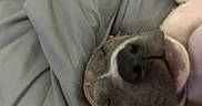 Morocco is registered to the contest to win money with this photo: dog, sleeping, close_up, nose, gray_blanket, cozy, pet, animal, fur, relaxed, resting, indoors, cute, snout, whiskers, soft, peaceful, muzzle, portrait, domestic_animal