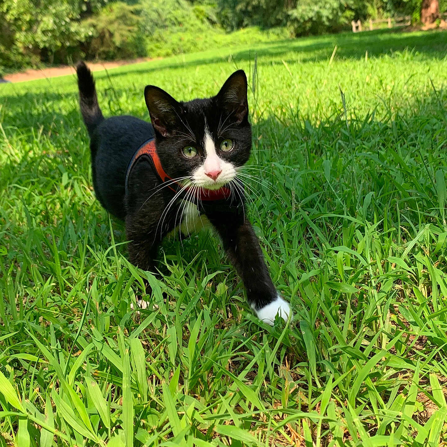 Arlo joined the competition — help win amazing prizes! animal, cat, countryside, field, grass, grassland, green, herbal, kitten, lawn, meadow, nature, outdoors, park, pet, plant, rural, tree, vegetation, yard
