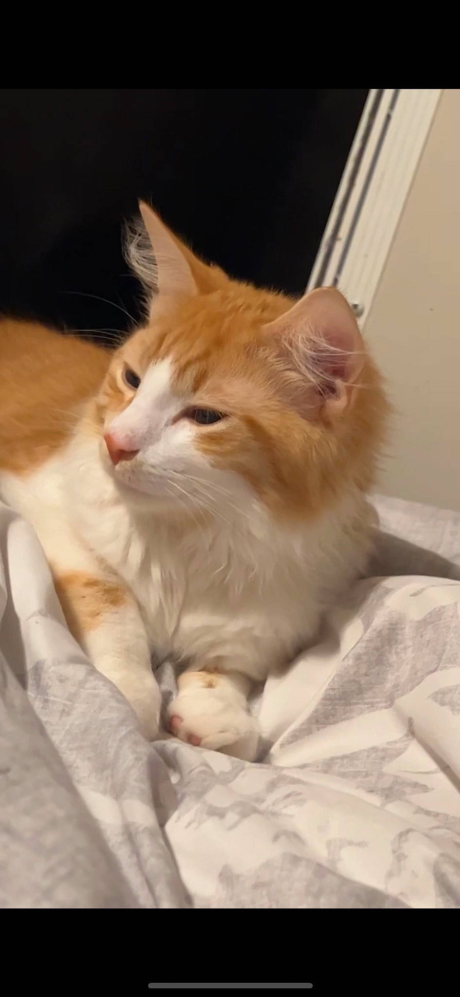 Kc is registered to the contest to win money with this photo: carnivore, cat, claw, comfort, domestic_short_haired_cat, fawn, felidae, fur, paw, small_to_medium_sized_cats, snout, tail, whiskers