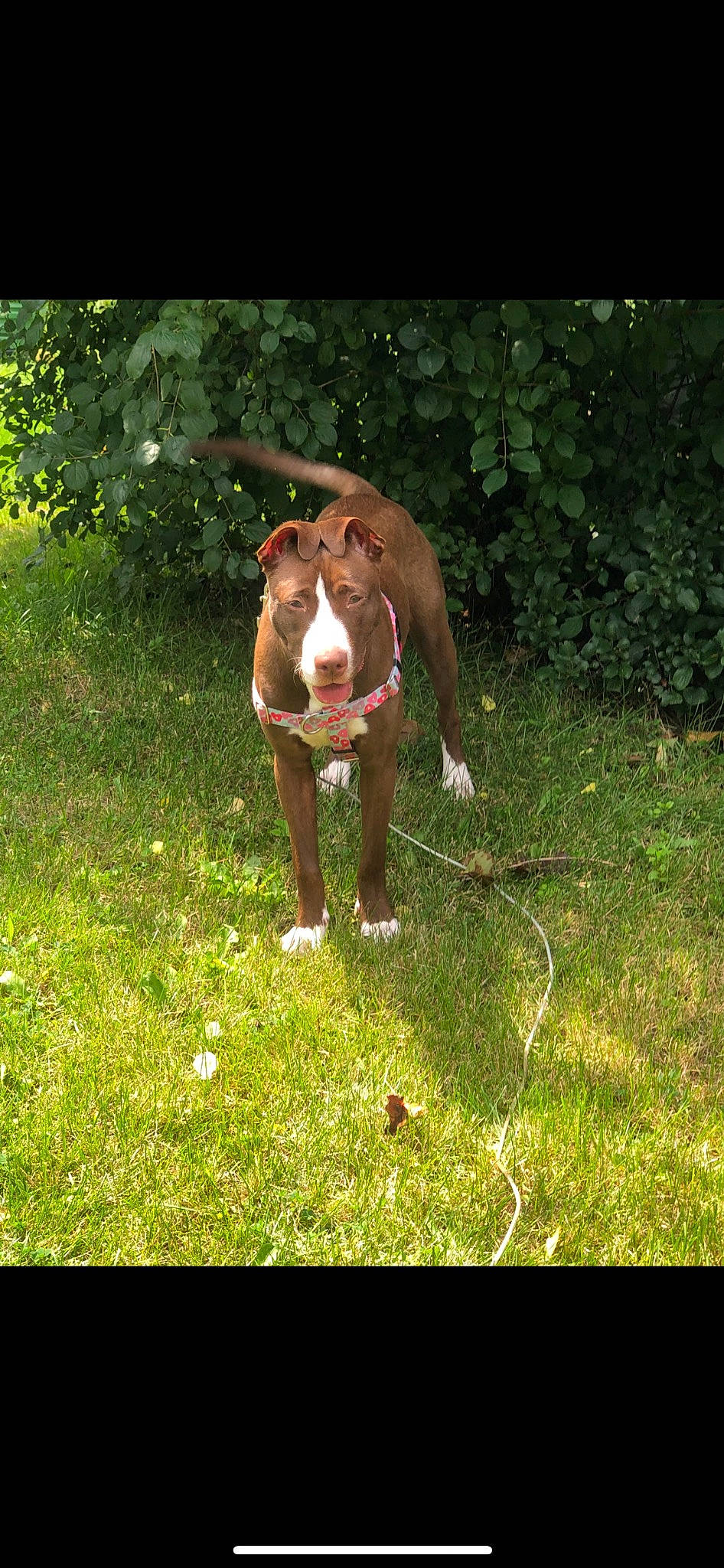 Charlotte is registered to the contest to win money with this photo: canidae, carnivore, companion_dog, dog, dog_breed, fawn, felidae, grass, grassland, hunting_dog, liver, pasture, paw, plant, sporting_group, tail, terrestrial_animal, whiskers, wildlife, working_animal