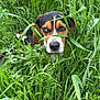 Goose is registered to the contest to win money with this photo: dog, grass, greenery, outdoor, nature, pet, beagle, fur, ears, eyes, snout, animal, canine, leaf, plants, summer, field, closeup, expression, wild