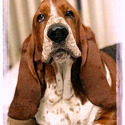 Neals a rejoint le concours — aidez-le/la à gagner de superbes lots ! animal, beagle, canine, dog, hound, pet, puppy, snout