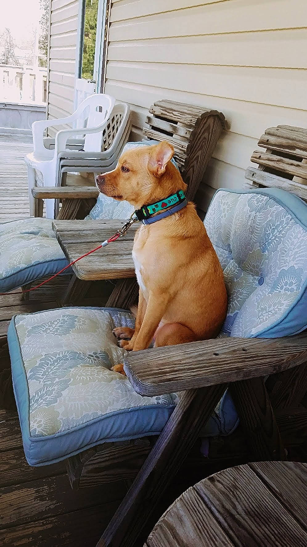 Nieve joined the competition — help win amazing prizes! canidae, carnivore, chair, collar, comfort, companion_dog, couch, dog, dog_breed, dog_collar, dog_supply, fawn, hardwood, liver, outdoor_furniture, pet_supply, sporting_group, window, wood, working_animal