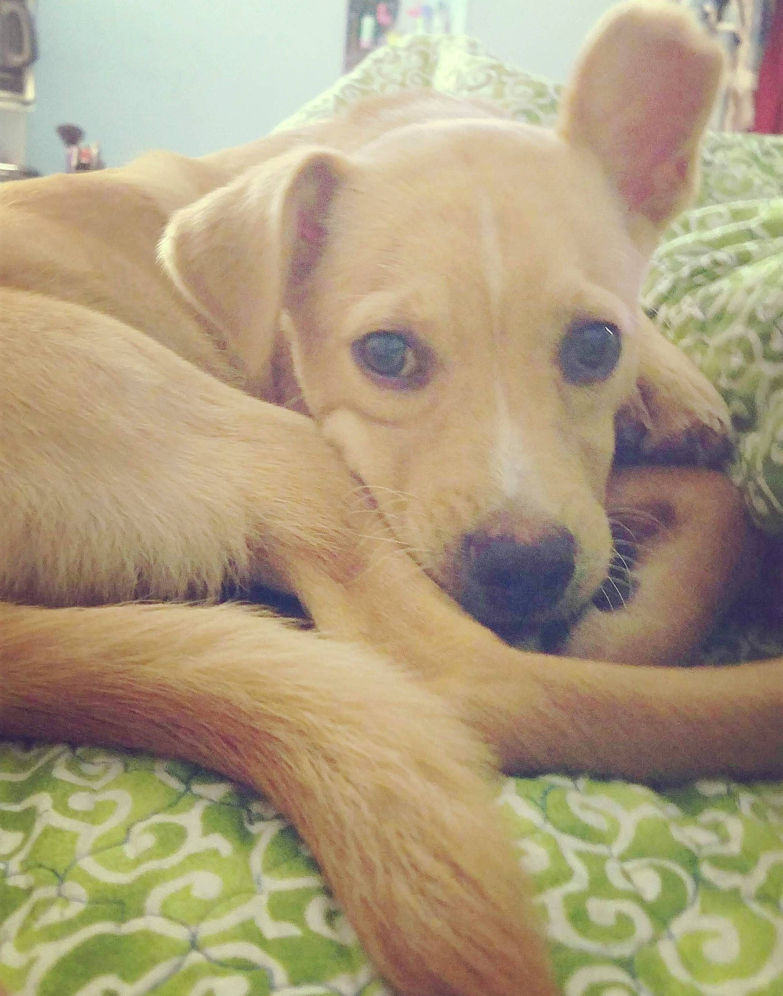 Nieve is registered to the contest to win money with this photo: canidae, carnivore, comfort, companion_dog, couch, dog, dog_breed, ear, fawn, fur, nap, non_sporting_group, paw, puppy_love, snout, sporting_group, terrestrial_animal, toy_dog, whiskers, working_animal