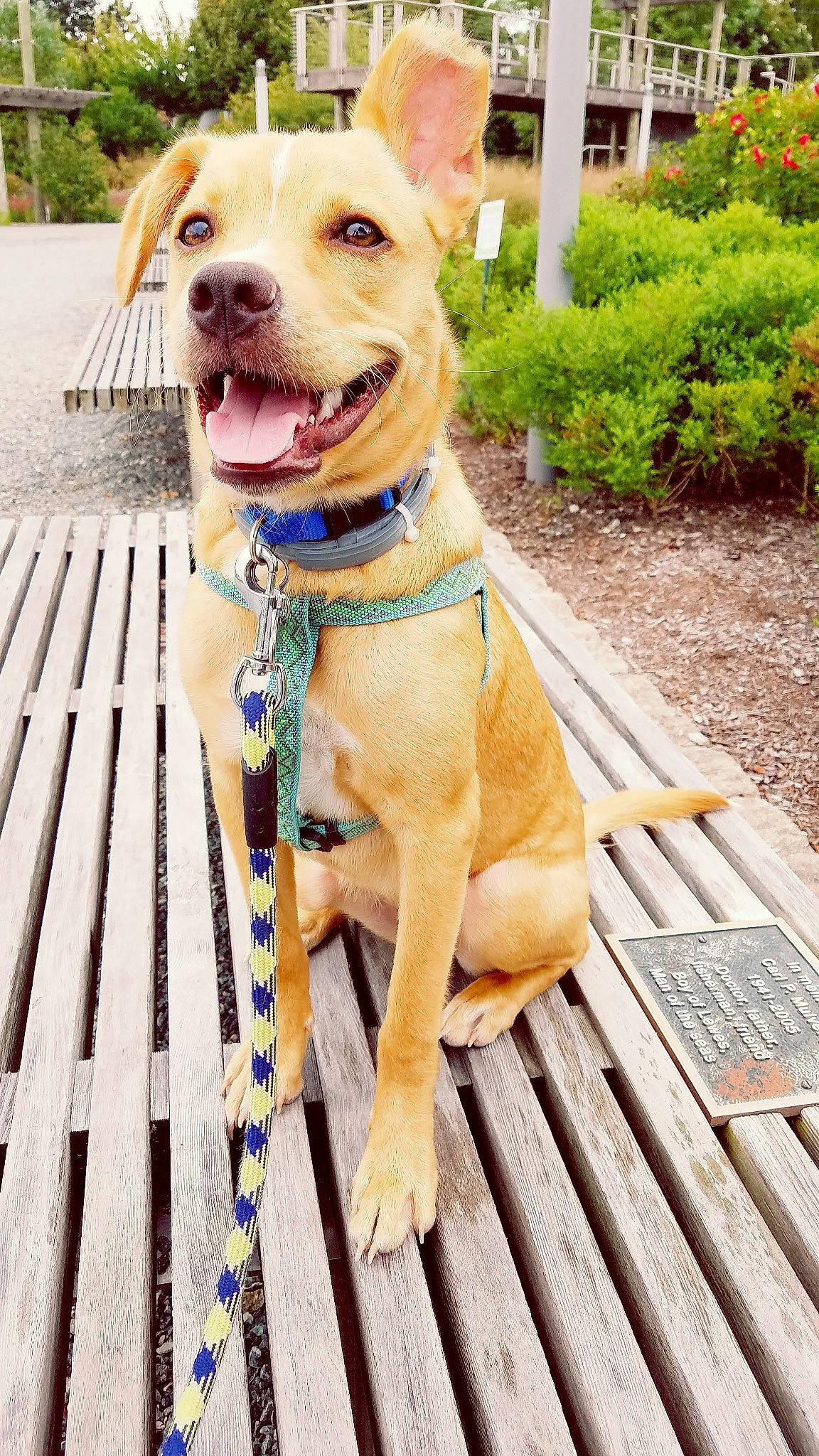 Nieve joined the competition — help win amazing prizes! canidae, carnivore, collar, companion_dog, dog, dog_breed, dog_collar, dog_supply, fawn, grass, gun_dog, leash, liver, pet_supply, plant, snout, sporting_group, whiskers, wood, working_animal