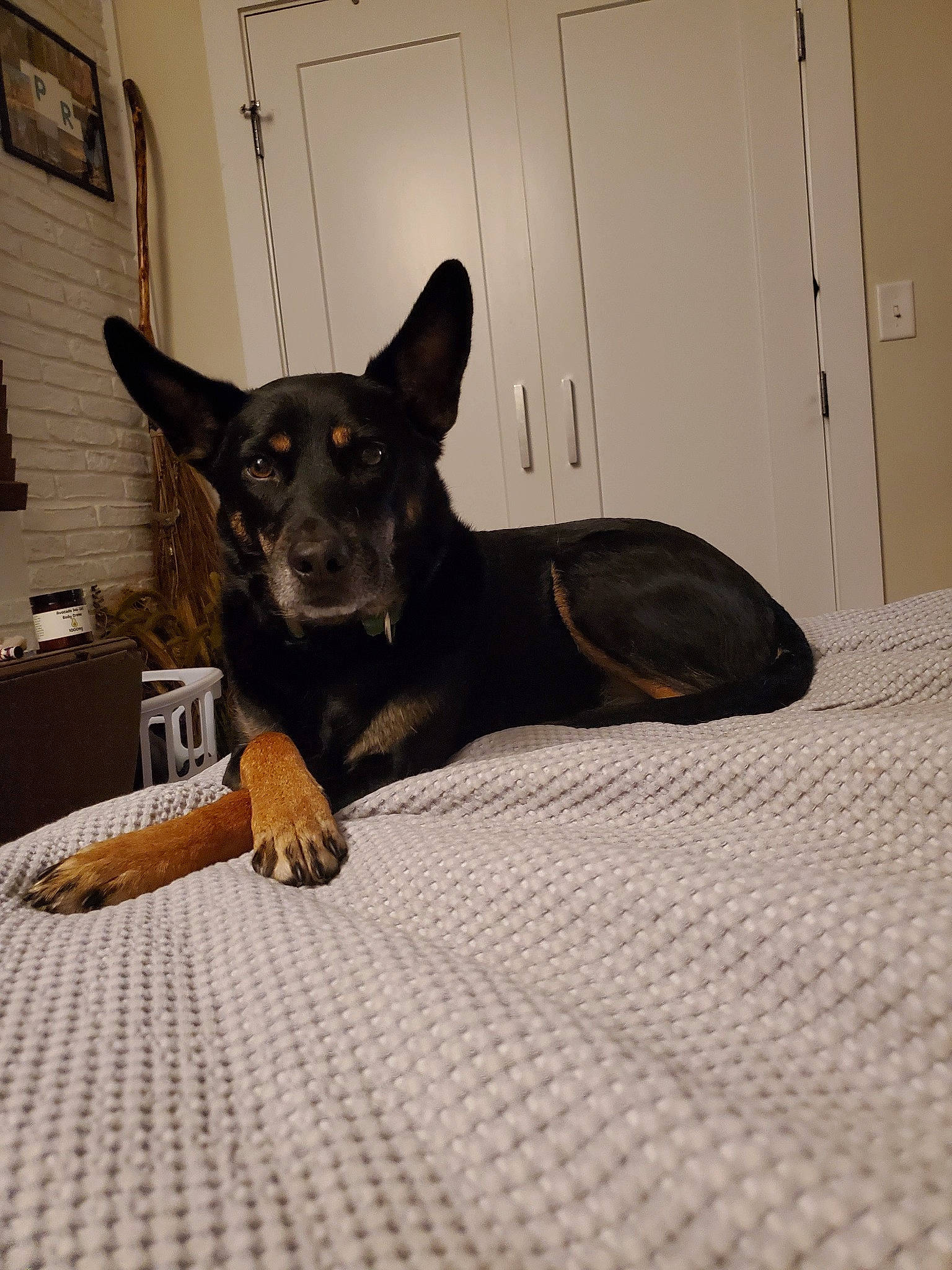 Sadie is registered to the contest to win money with this photo: canidae, carnivore, comfort, companion_dog, dog, dog_breed, dog_supply, door, floor, flooring, guard_dog, paw, picture_frame, snout, sporting_group, toy_dog, whiskers, wood, working_animal, working_dog