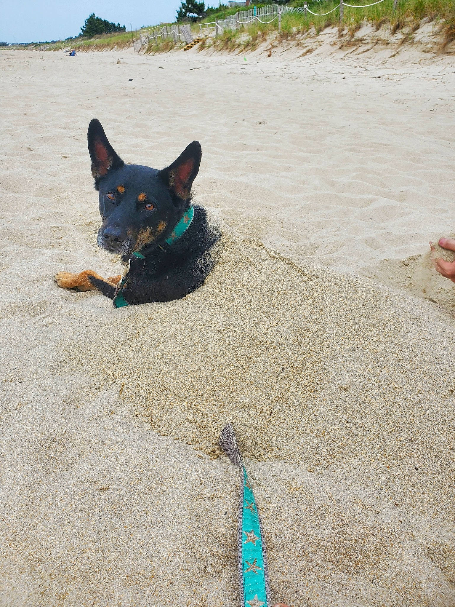 Sadie is registered to the contest to win money with this photo: art, azure, beach, body_of_water, carnivore, dog, dog_breed, electric_blue, fawn, fun, ocean, road_surface, sand, sky, snout, sporting_group, tail, tree, water, window
