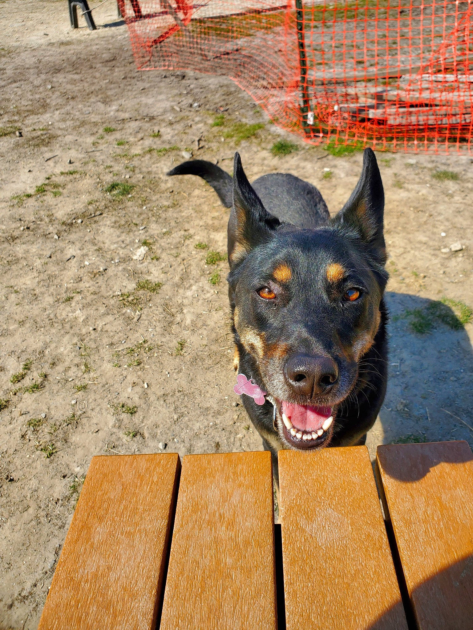 Sadie joined the competition — help win amazing prizes! australian_cattle_dog, canidae, carnivore, collar, companion_dog, dog, dog_breed, dog_collar, dog_supply, fawn, grass, guard_dog, herding_dog, leash, plant, snout, sporting_group, window, working_animal, working_dog