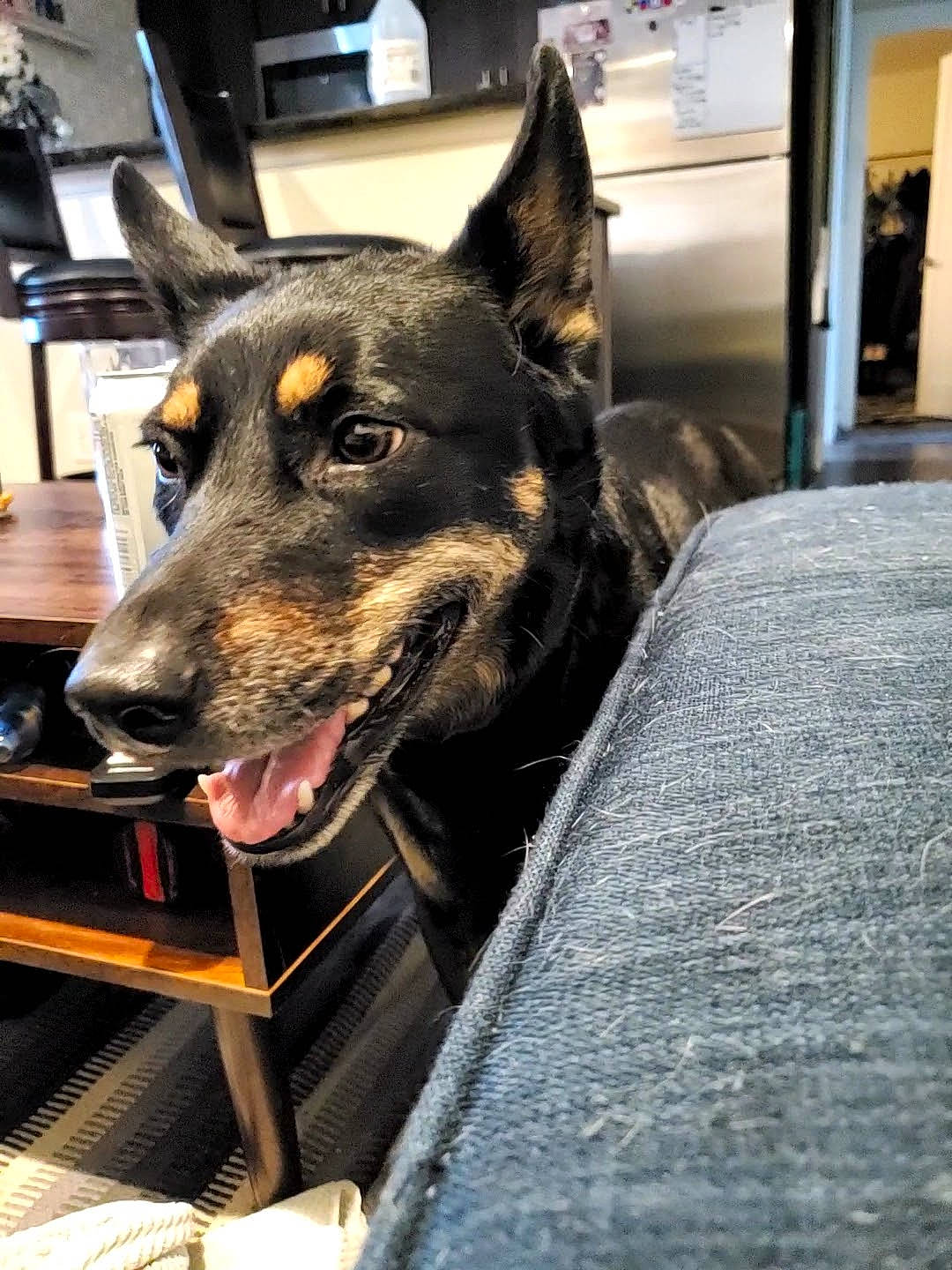 Sadie is registered to the contest to win money with this photo: canidae, carnivore, collar, companion_dog, dog, dog_breed, dog_collar, dog_supply, fur, guard_dog, herding_dog, metal, snout, sporting_group, whiskers, window, working_animal, working_dog