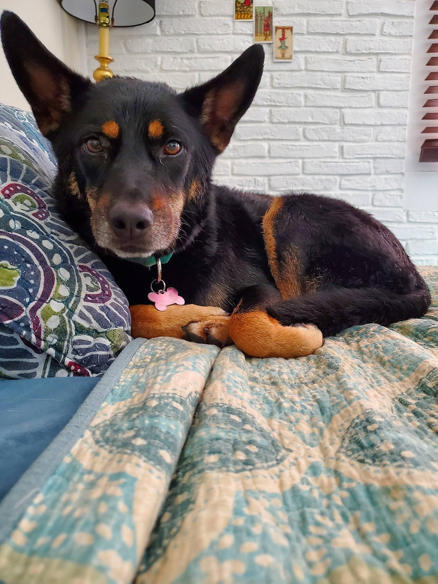 Sadie is registered to the contest to win money with this photo: brick, brickwork, canidae, carnivore, comfort, companion_dog, dog, dog_breed, ear, guard_dog, paw, pinscher, prazsky_krysarik, terrestrial_animal, toy_dog, whiskers, window_blind, working_animal, working_dog