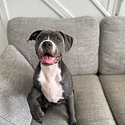 Enzo is registered to the contest to win money with this photo: dog, grey_dog, white_chest, couch, sofa, pet, happy, paw_raised, indoor, smiling, canine, furniture, home, cute, playful, animal, domestic, friendly, sitting, living_room