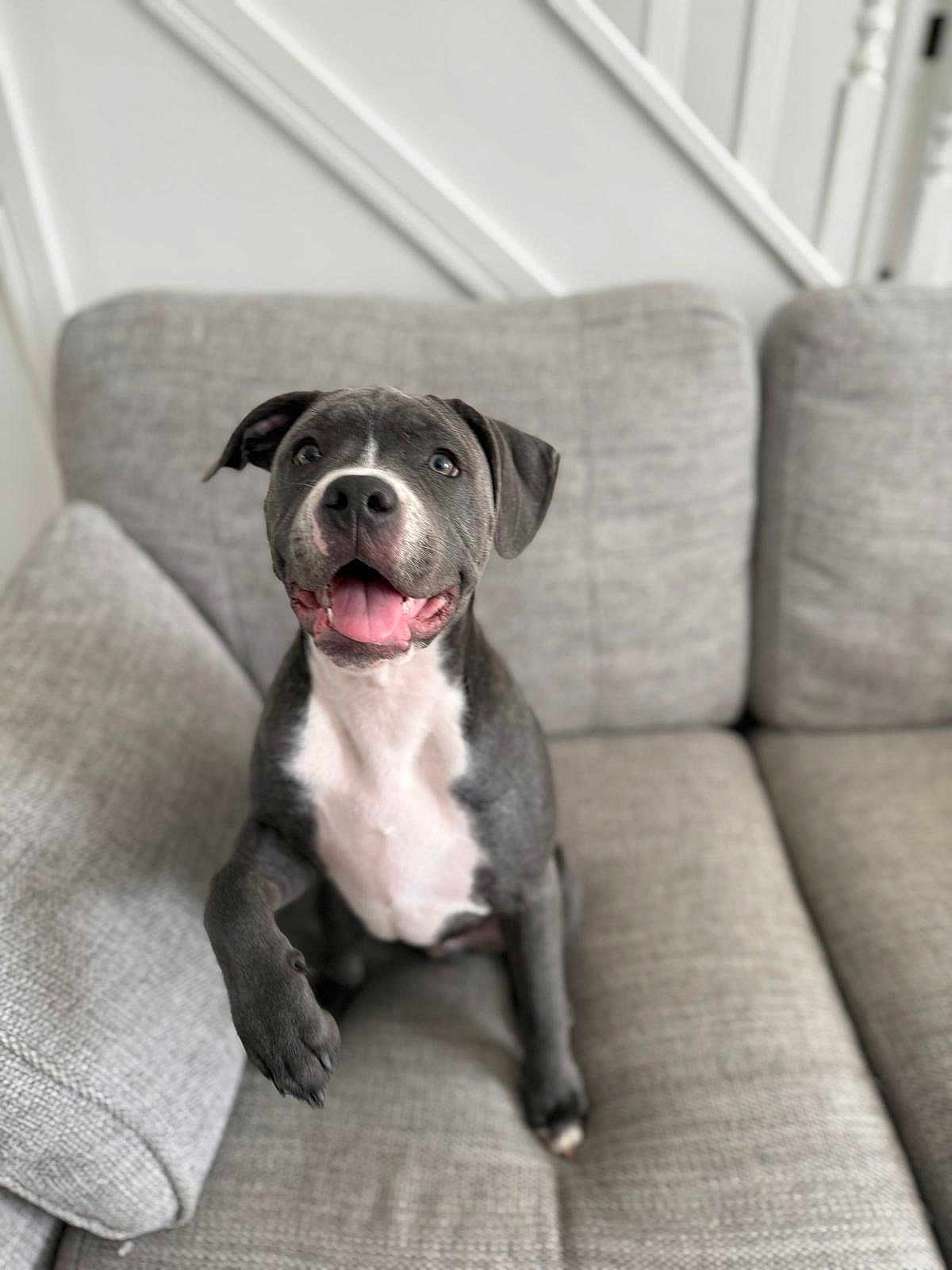 Enzo is registered to the contest to win money with this photo: dog, grey_dog, white_chest, couch, sofa, pet, happy, paw_raised, indoor, smiling, canine, furniture, home, cute, playful, animal, domestic, friendly, sitting, living_room