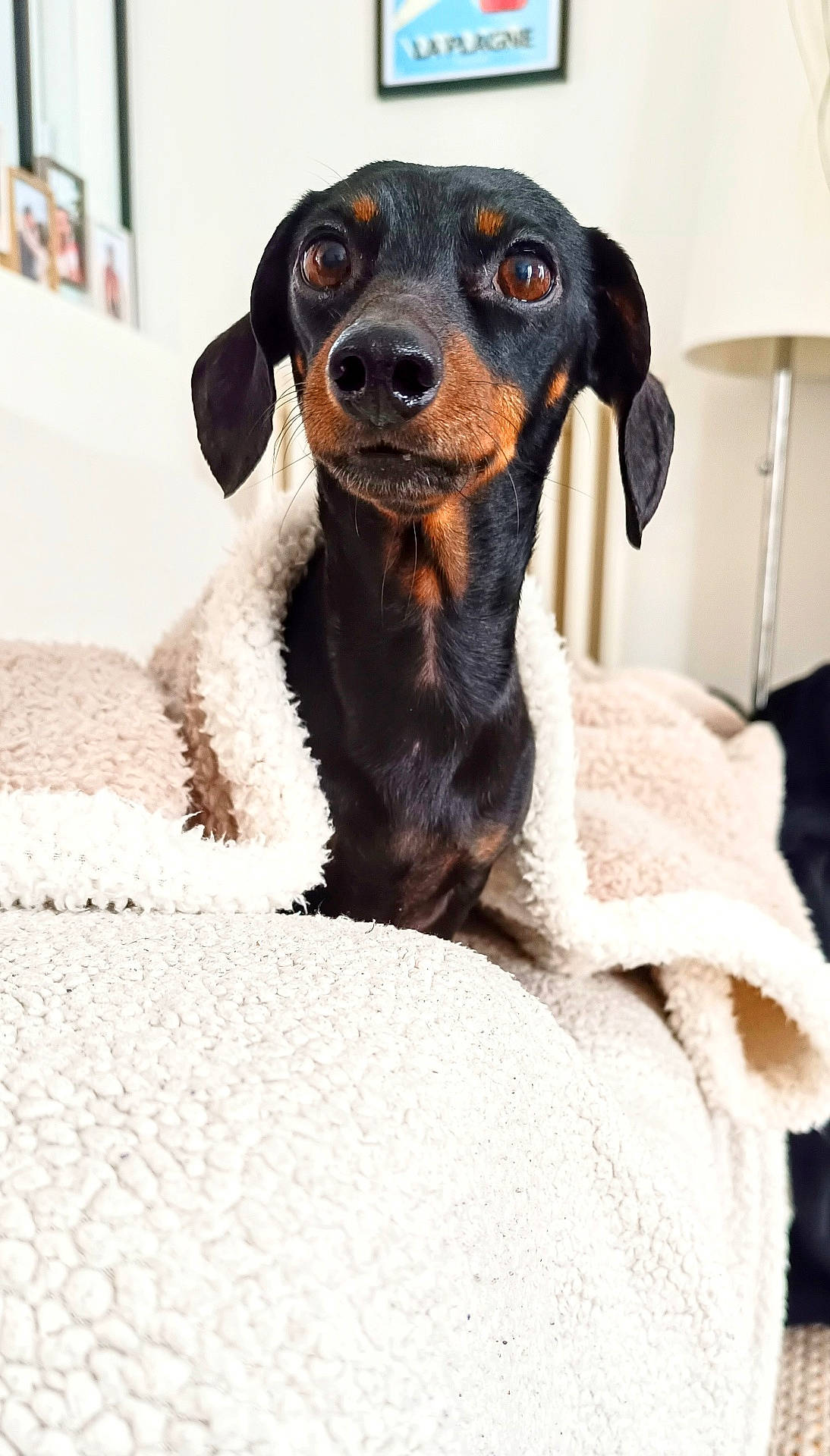 Nilla participe au concours pour gagner de l'argent avec cette photo : animal, black, blanket, brown, couch, cozy, curious, cute, dachshund, dog, ears, fur, home, indoor, lamp, pet, portrait, snout, soft, texture