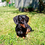 Nilla a rejoint le concours — aidez-le/la à gagner de superbes lots ! dachshund, dog, grass, outdoor, sunlight, bokeh, pet, animal, black, tan, cute, small_dog, nature, canine, fur, ears, sitting, daylight, garden, portrait