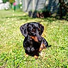 dachshund, dog, grass, outdoor, sunlight, bokeh, pet, animal, black, tan, cute, small_dog, nature, canine, fur, ears, sitting, daylight, garden, portrait