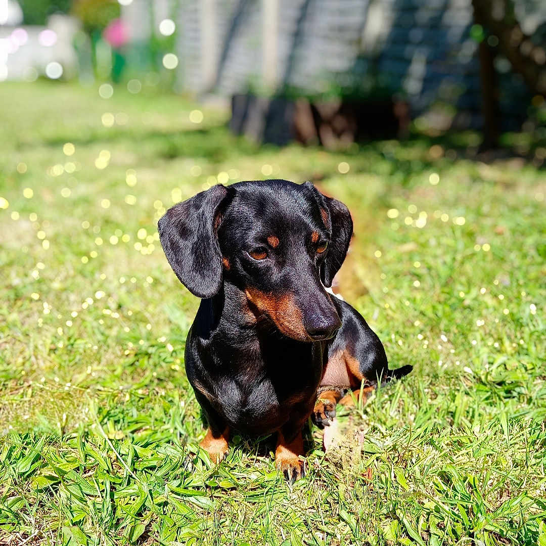 Nilla a rejoint le concours — aidez-le/la à gagner de superbes lots ! dachshund, dog, grass, outdoor, sunlight, bokeh, pet, animal, black, tan, cute, small_dog, nature, canine, fur, ears, sitting, daylight, garden, portrait