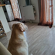 Pookie participe au concours pour gagner de l'argent avec cette photo : animal, architecture, bear, building, canine, couch, curtain, dog, door, furniture, hardwood, hound, indoors, interiordesign, labradorretriever, livingroom, pet, puppy, room, wood