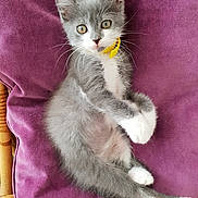 Obiwan participe au concours pour gagner de l'argent avec cette photo : american_wirehair, asian, carnivore, cat, claw, domestic_short_haired_cat, felidae, kitten, mammal, polydactyl_cat, small_to_medium_sized_cats, vertebrate, whiskers