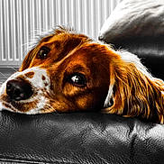 Oscar joined the competition — help win amazing prizes! dog, pet, resting, leather_couch, brown_fur, white_spots, close_up, indoor, portrait, animal, cute, relaxed, furry, snout, ears, home, radiator, texture, soft_light, calm