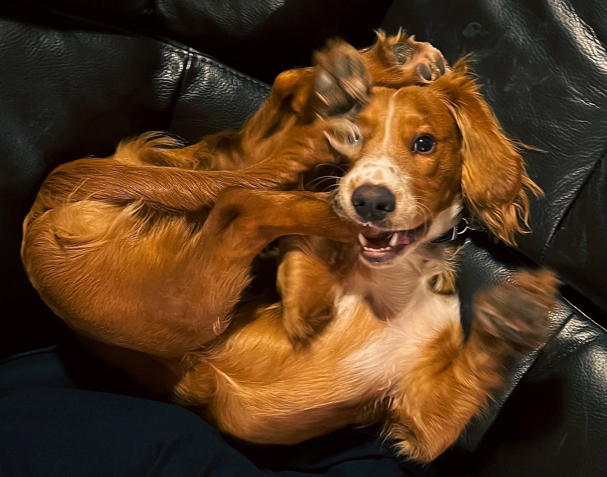 Oscar joined the competition — help win amazing prizes! canidae, carnivore, comfort, companion_dog, dog, dog_breed, dog_supply, fawn, feathered_hair, fur, gun_dog, liver, snout, spaniel, sporting_group, whiskers, working_animal