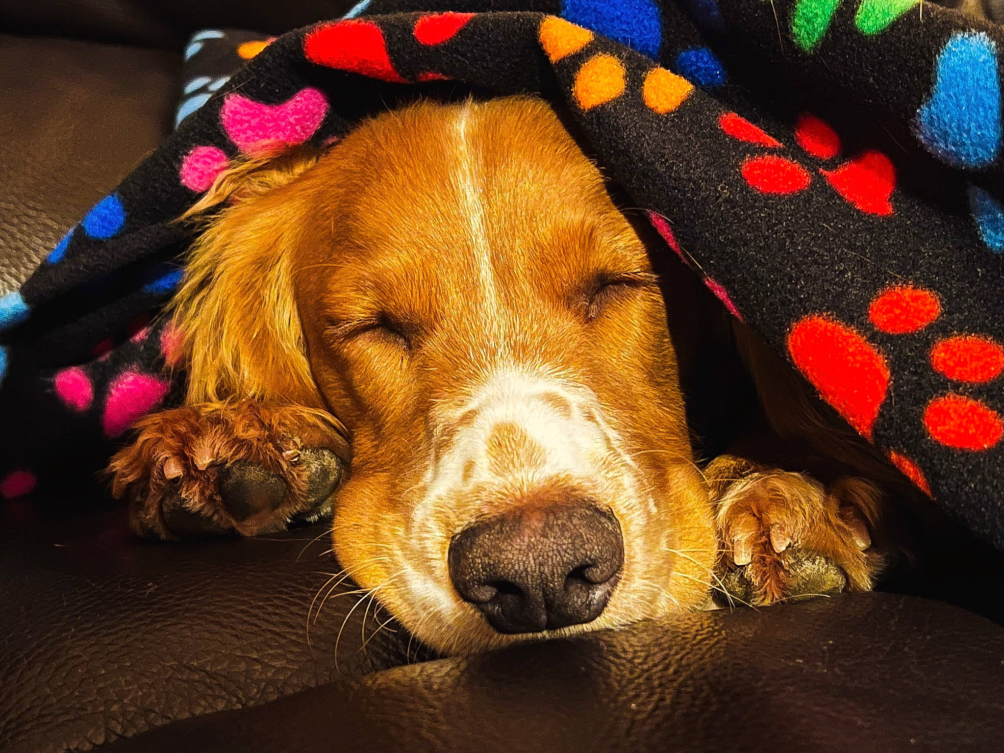 Oscar joined the competition — help win amazing prizes! canidae, carnivore, circle, comfort, companion_dog, dog, dog_breed, dog_supply, fawn, fur, gun_dog, hound, liver, pattern, scent_hound, snout, sporting_group, terrestrial_animal, whiskers, working_animal