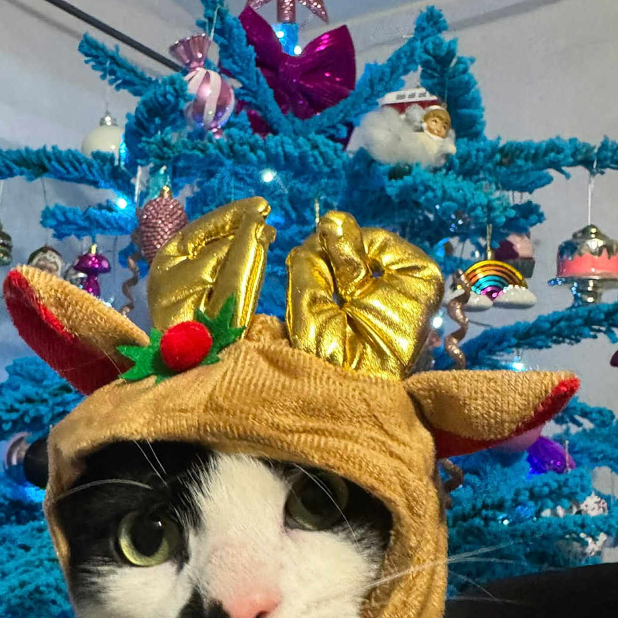 Rocade-Mimi participe au concours pour gagner de l'argent avec cette photo : animal_costume, black_and_white_cat, blue_tree, cat, celebration, christmas_tree, close_up, cute, decorations, face, festive, golden_antlers, holiday, indoor, ornaments, pet, pink_nose, reindeer_hat, whiskers, winter