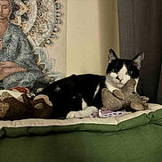 Rocade-Mimi participe au concours pour gagner de l'argent avec cette photo : cat, black_and_white, plush_toy, cushion, buddha_painting, indoor, curtains, relaxed, pet, feline, decor, artwork, cozy, resting, animal, soft_toy, furniture, peaceful, portrait, home