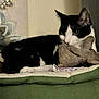 cat, black_and_white, stuffed_toy, mouse_toy, cushion, green_cushion, pet, indoor, cozy, relaxed, animal, feline, close_up, soft_focus, background_blur, whiskers, ears, eyes, paws, resting