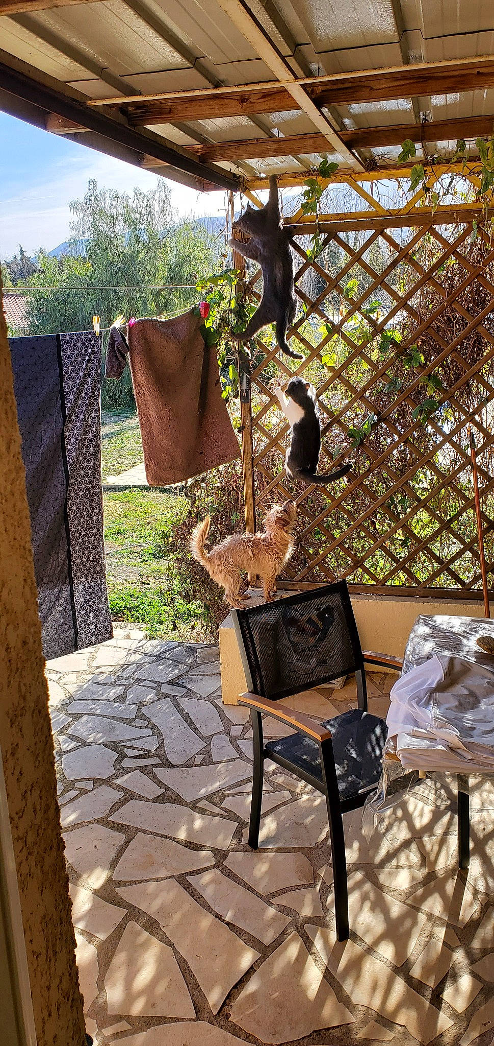 Peach participe au concours pour gagner de l'argent avec cette photo : backyard, house, metal, yard, zoo