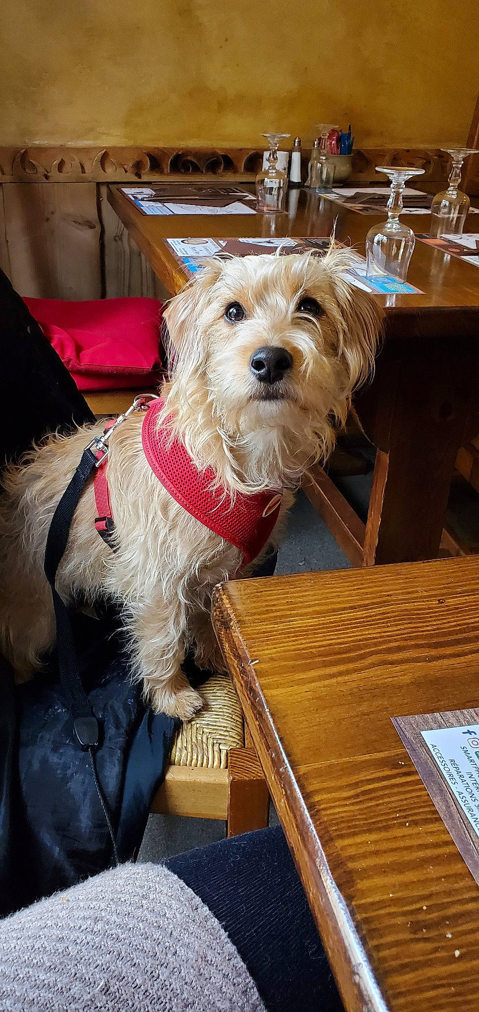 Peach a rejoint le concours — aidez-le/la à gagner de superbes lots ! australian_terrier, cairn_terrier, canidae, carnivore, cavachon, cockapoo, companion_dog, dog, dog_breed, dutch_smoushond, mammal, morkie, norfolk_terrier, rare_breed_dog, schnoodle, small_terrier, sporting_group, sporting_lucas_terrier, terrier, vertebrate