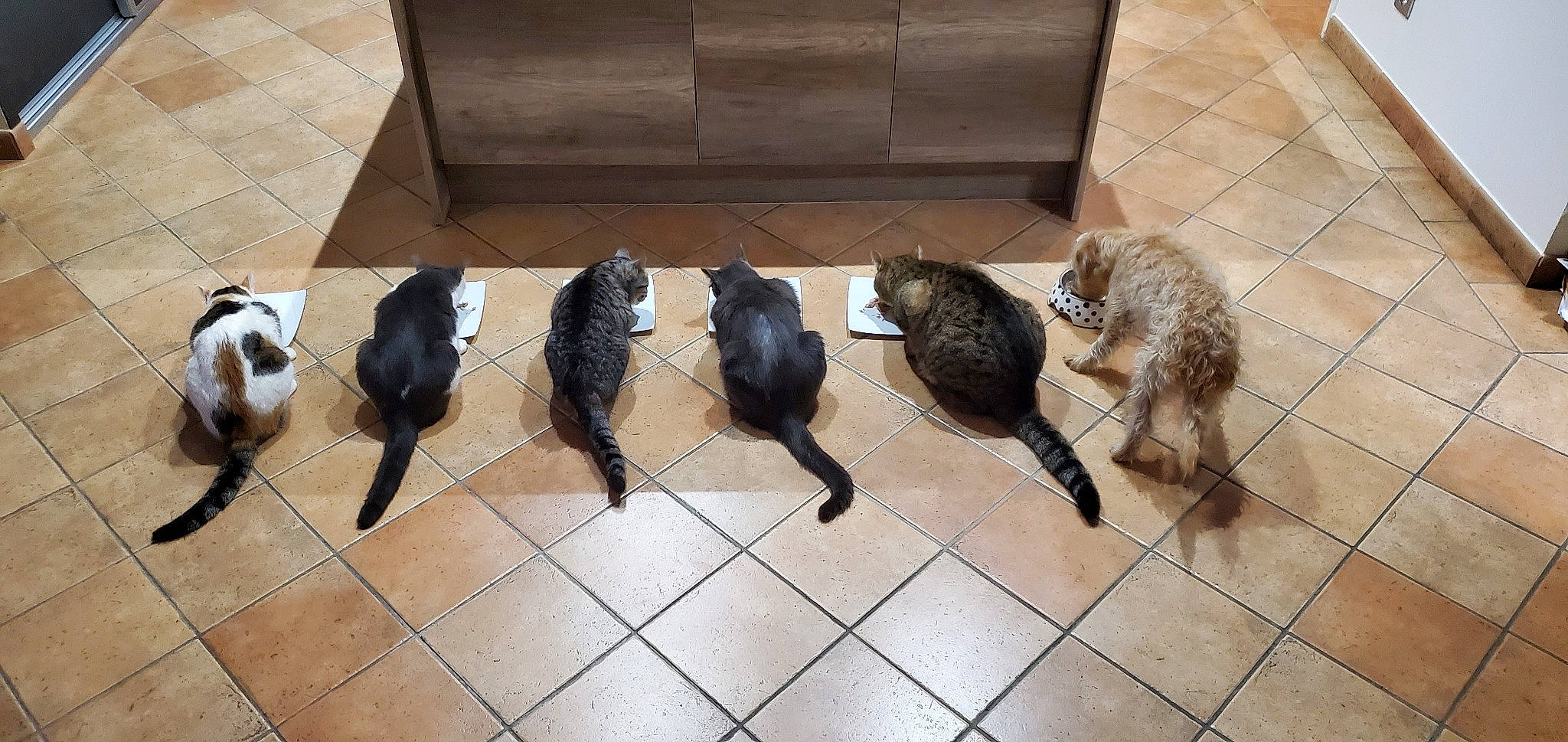 Peach a rejoint le concours — aidez-le/la à gagner de superbes lots ! canidae, carnivore, cat, dog, dog_breed, felidae, floor, patterdale_terrier, tail