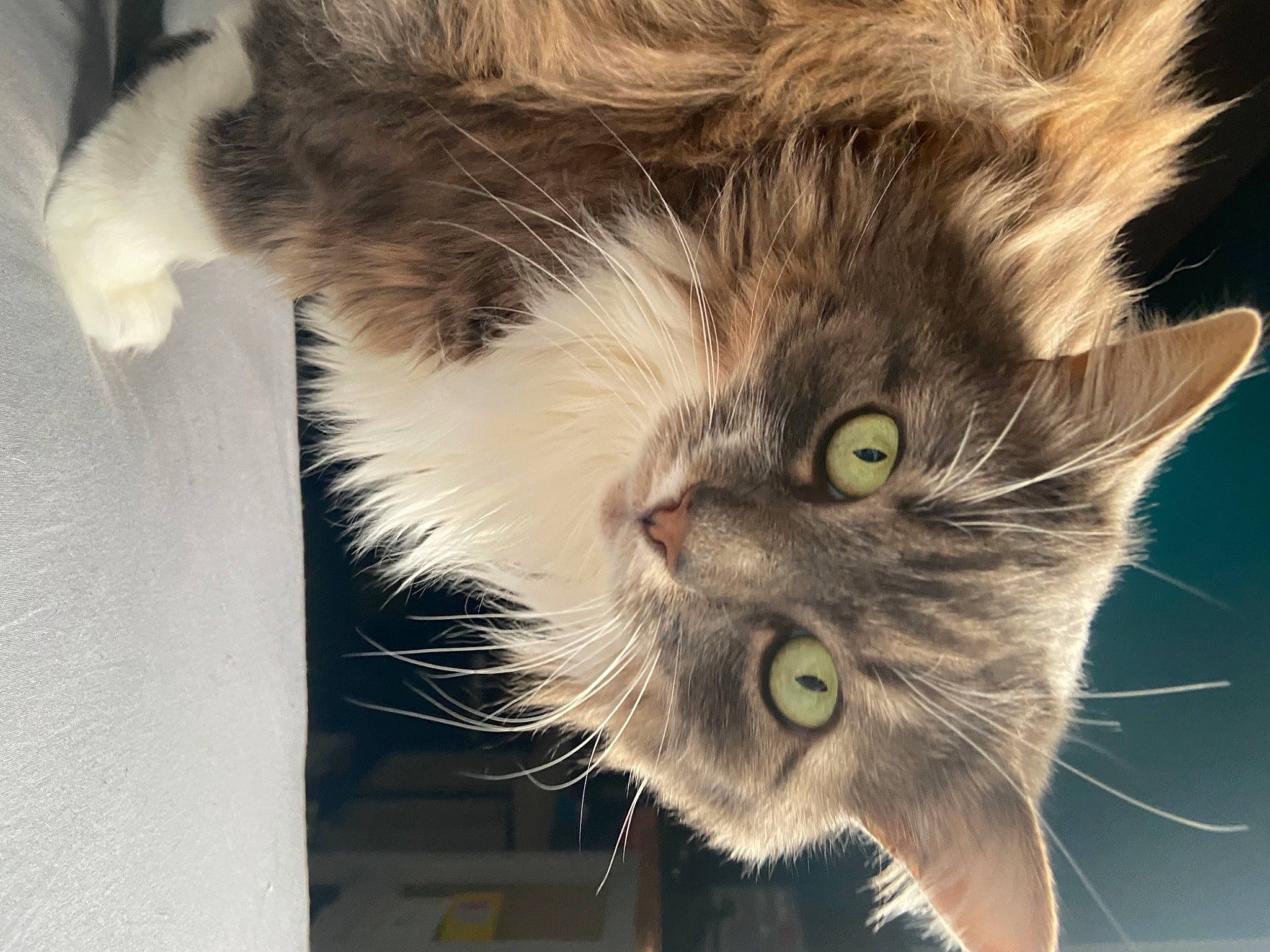 Athènes participe au concours pour gagner de l'argent avec cette photo : carnivore, cat, domestic_short_haired_cat, ear, felidae, fur, iris, maine_coon, paw, plant, small_to_medium_sized_cats, snout, terrestrial_animal, whiskers