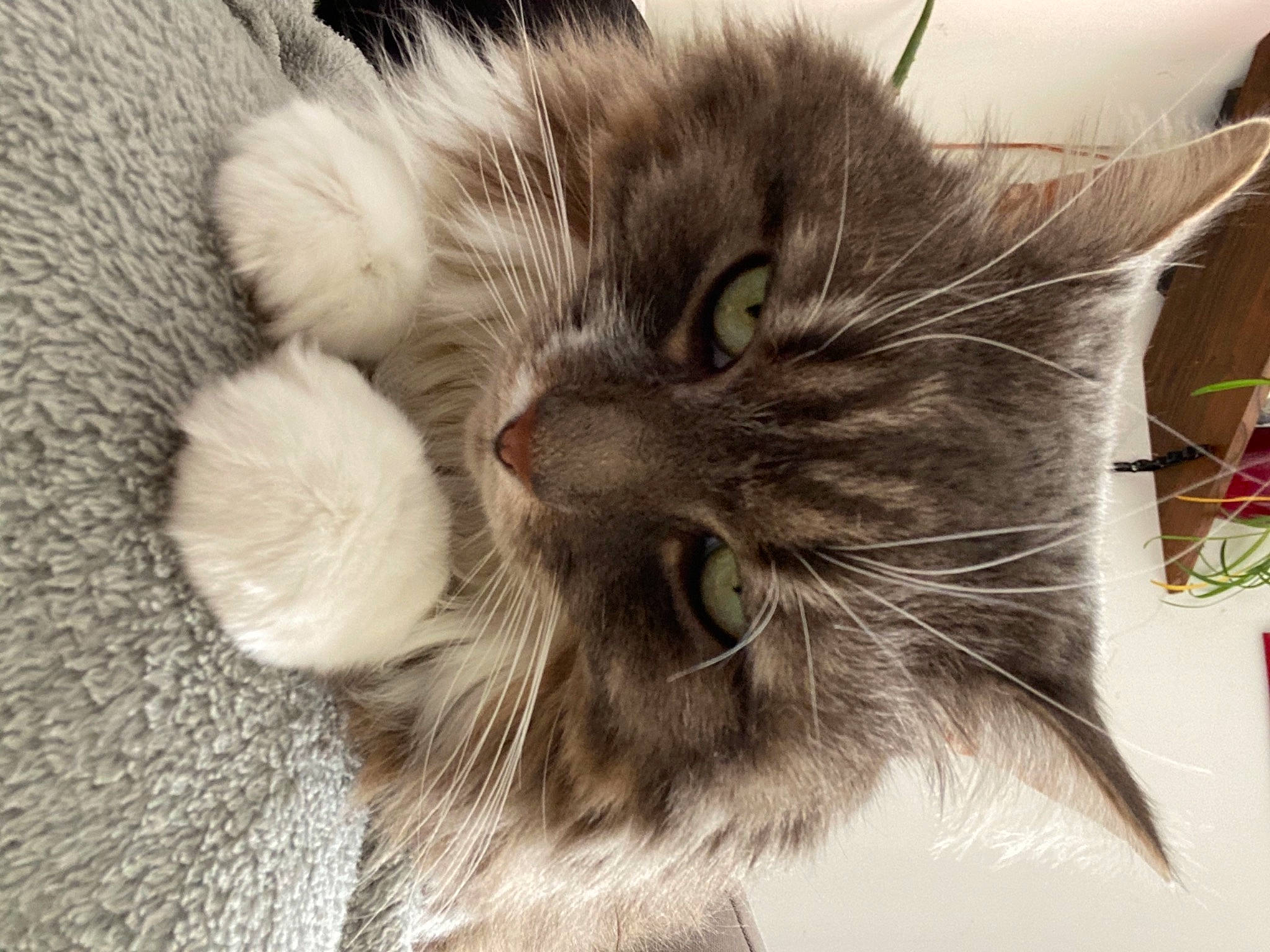 Athènes participe au concours pour gagner de l'argent avec cette photo : black_cat, british_longhair, carnivore, cat, claw, comfort, domestic_short_haired_cat, ear, felidae, fur, grey, maine_coon, monochrome, nap, paw, small_to_medium_sized_cats, snout, tail, terrestrial_animal, whiskers