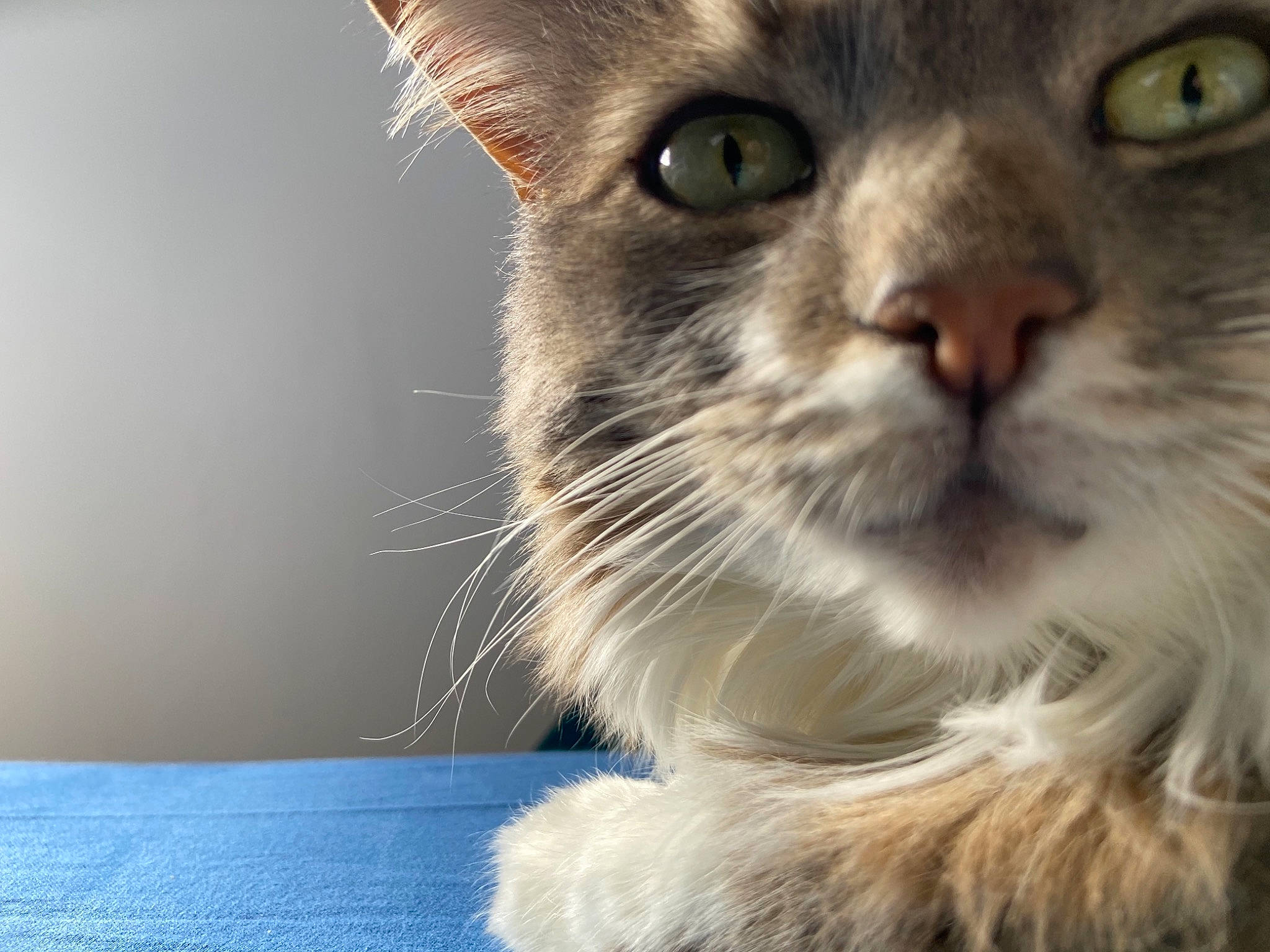 Athènes participe au concours pour gagner de l'argent avec cette photo : balance, carnivore, cat, curious, domestic_short_haired_cat, electric_blue, felidae, fur, iris, small_to_medium_sized_cats, snout, whiskers