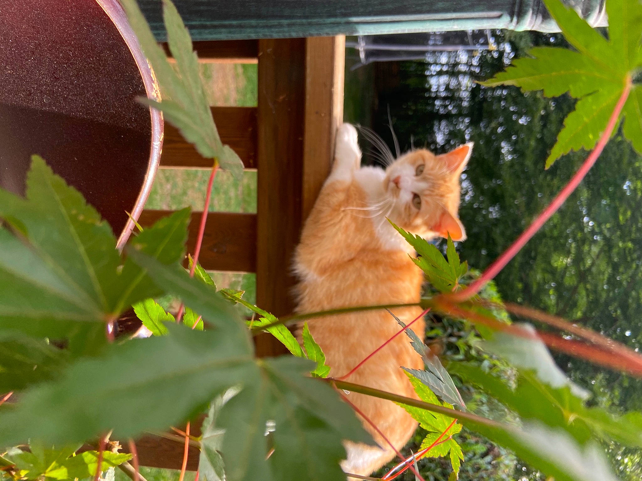 Caramel participe au concours pour gagner de l'argent avec cette photo : carnivore, cat, domestic_short_haired_cat, fawn, felidae, fox_squirrel, fur, grass, plant, plant_stem, rodent, small_to_medium_sized_cats, squirrel, tail, terrestrial_plant, tree, twig, whiskers, window, wood