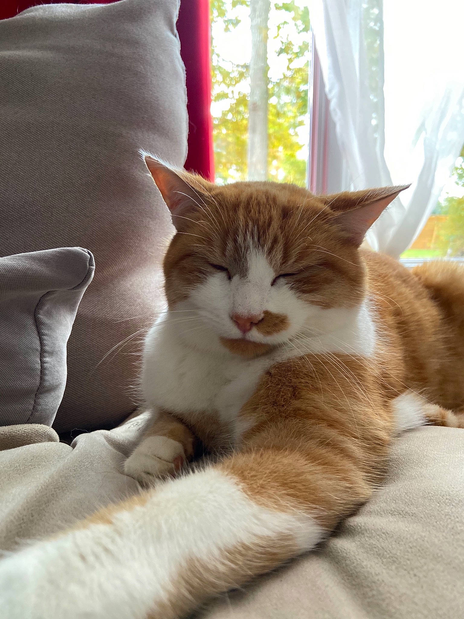 Caramel participe au concours pour gagner de l'argent avec cette photo : carnivore, cat, comfort, domestic_short_haired_cat, eye, fawn, felidae, foot, fur, human_leg, paw, pillow, sitting, small_to_medium_sized_cats, snout, tail, throw_pillow, tree, whiskers, window