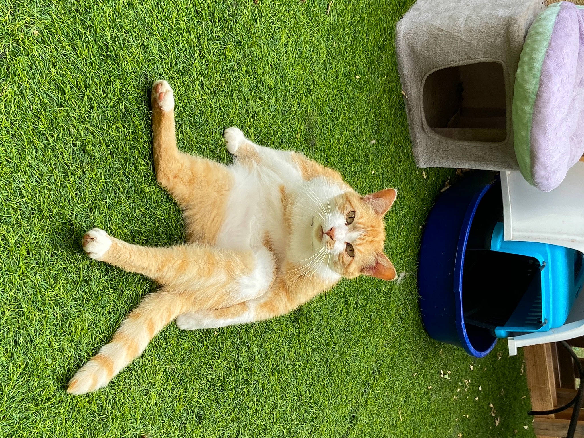 Caramel a rejoint le concours — aidez-le/la à gagner de superbes lots ! canidae, carnivore, cat, chair, companion_dog, dog_breed, domestic_short_haired_cat, fawn, felidae, fur, grass, green, lawn, leisure, plant, small_to_medium_sized_cats, sporting_group, table, tail, whiskers