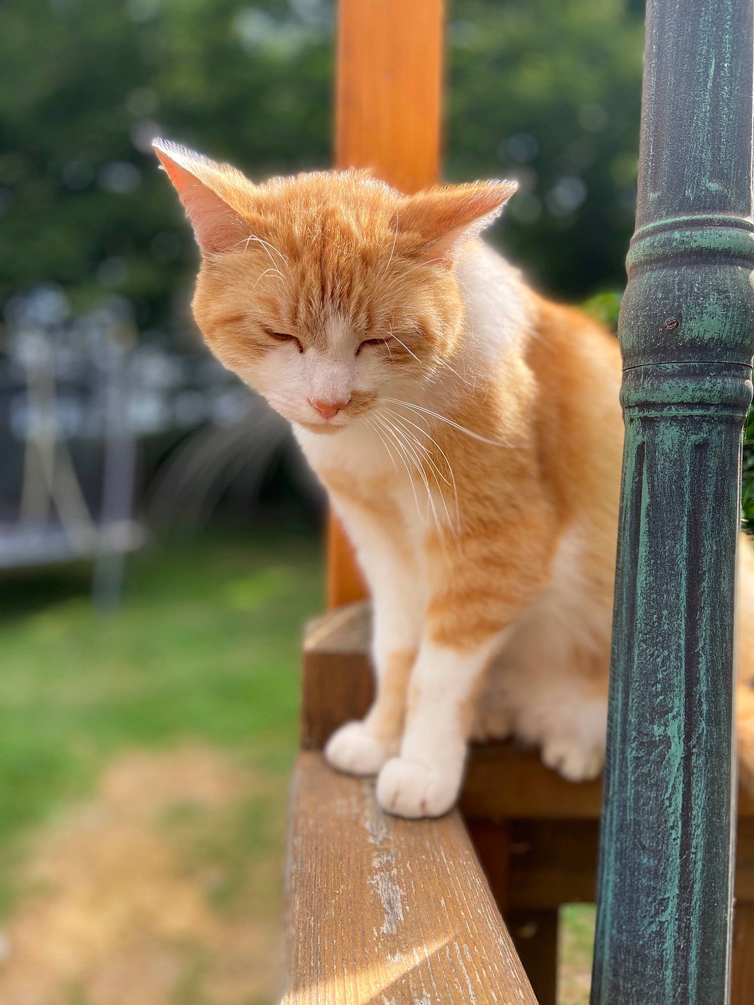 Caramel participe au concours pour gagner de l'argent avec cette photo : carnivore, cat, domestic_short_haired_cat, eye, fawn, felidae, fur, grass, plant, sitting, small_to_medium_sized_cats, snout, tail, terrestrial_animal, tree, trunk, whiskers, wildlife, window, wood
