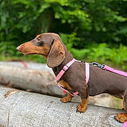 Polly a rejoint le concours — aidez-le/la à gagner de superbes lots ! animal, brown_fur, canine, dachshund, daylight, dog, ears, forest, greenery, leash, log, nature, outdoor, pet, pink_harness, short_legs, side_view, snout, standing, wildlife