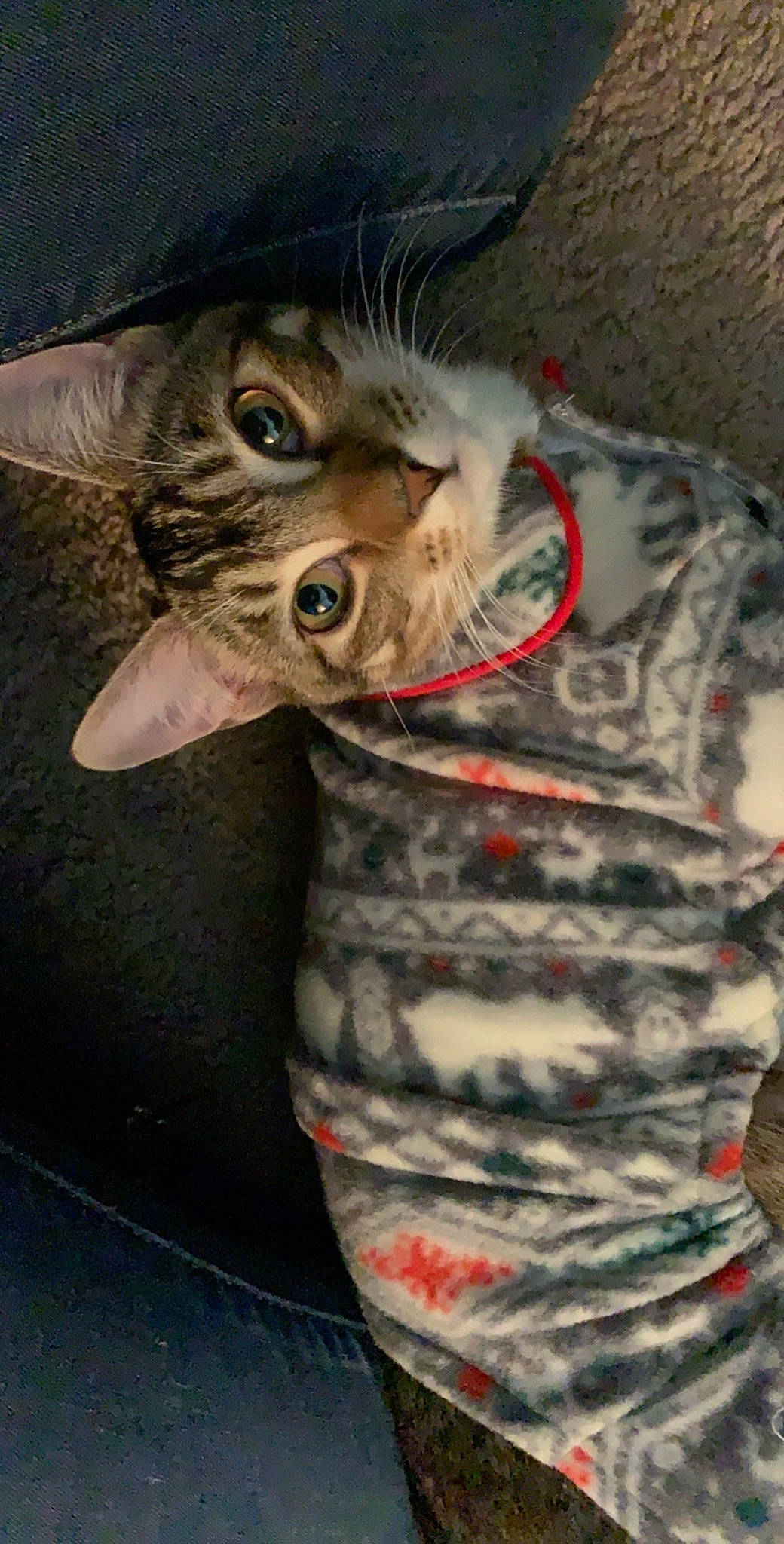 Tinkerbell is registered to the contest to win money with this photo: american_shorthair, asian, california_spangled, carnivore, cat, domestic_short_haired_cat, dragon_li, egyptian_mau, european_shorthair, felidae, kitten, ocicat, pixie_bob, small_to_medium_sized_cats, snout, tabby_cat, whiskers