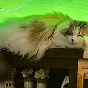 Nina a rejoint le concours — aidez-le/la à gagner de superbes lots ! animal, cat, cozy, fluffy, fur, green_light, home, indoor, living_room, pet, quiet, relaxed, resting, screen, sleeping, sports, table, television, television_show, wooden